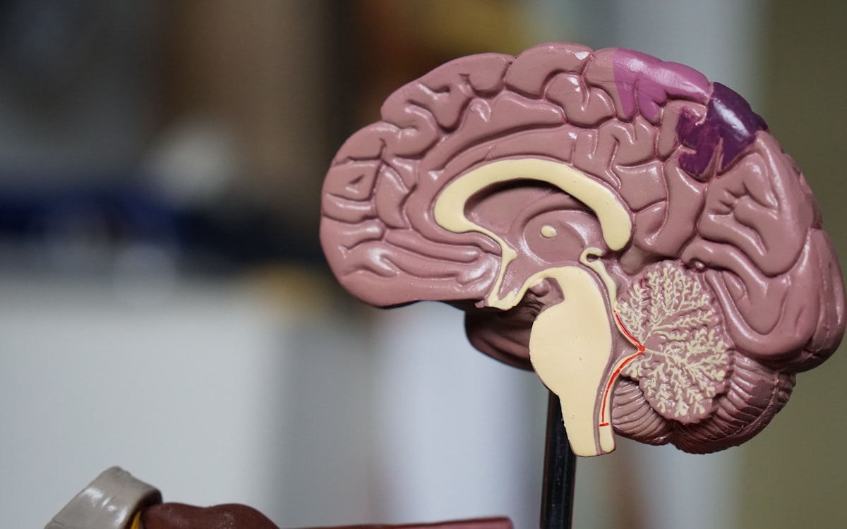 Prevenir l'osteoporosi: alimentació, vitamina D i quins suplements considerar